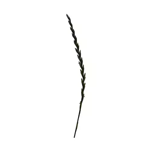 spikelet lowpoly grass Low-poly 3D model