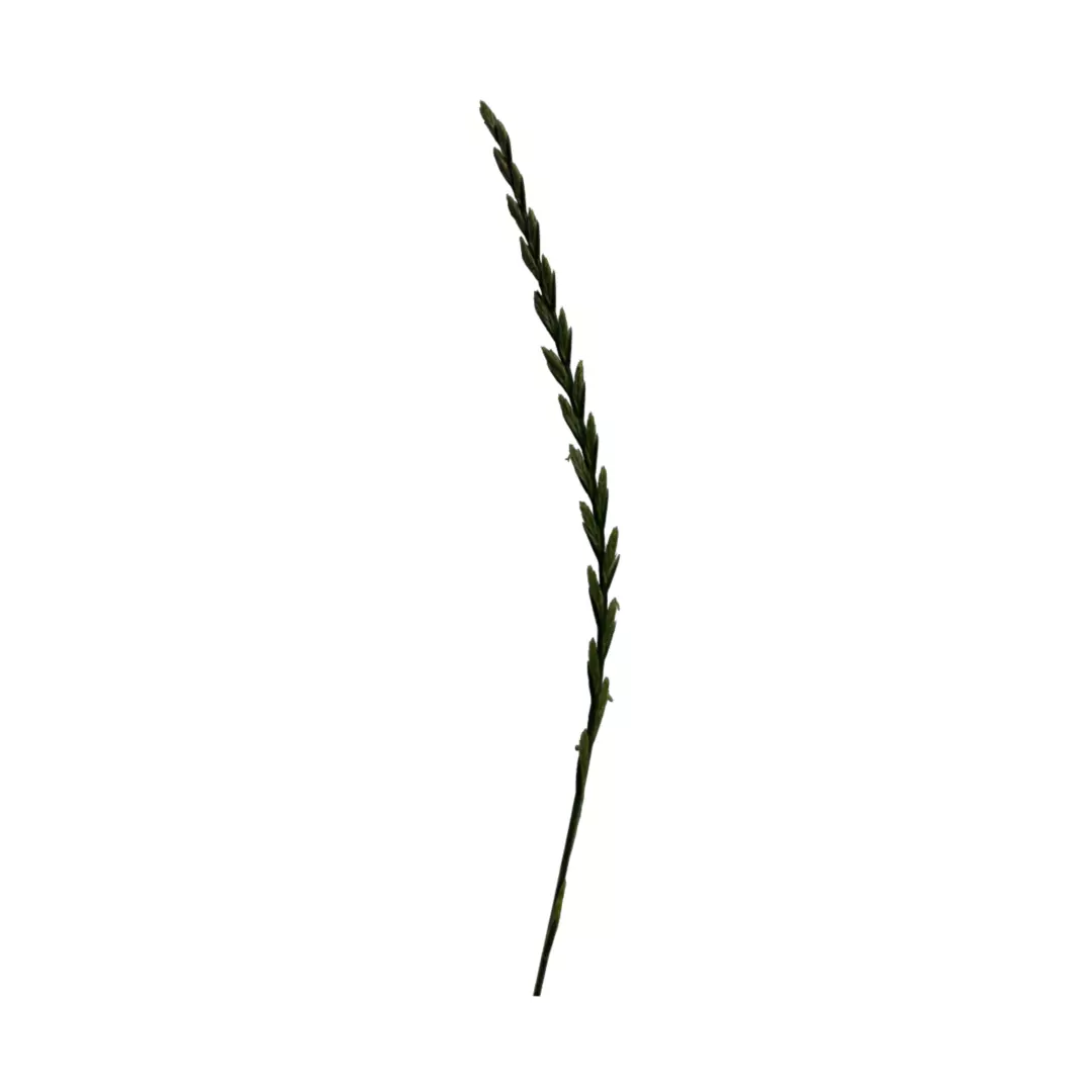 spikelet lowpoly grass Low-poly 3D model_0