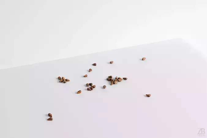 Pomegranate Seed 3D model