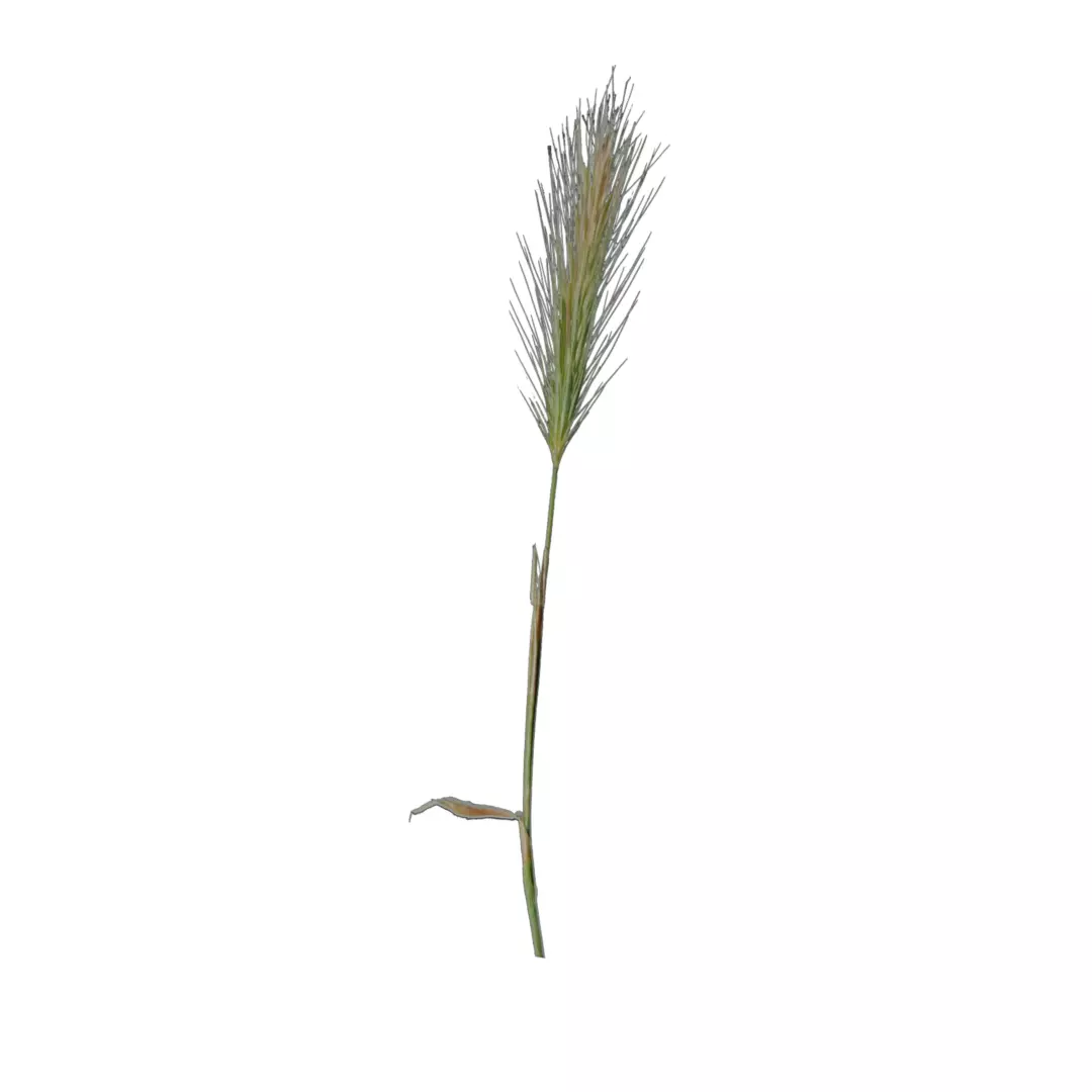 gold spikelet lowpoly grass Low-poly 3D model_0