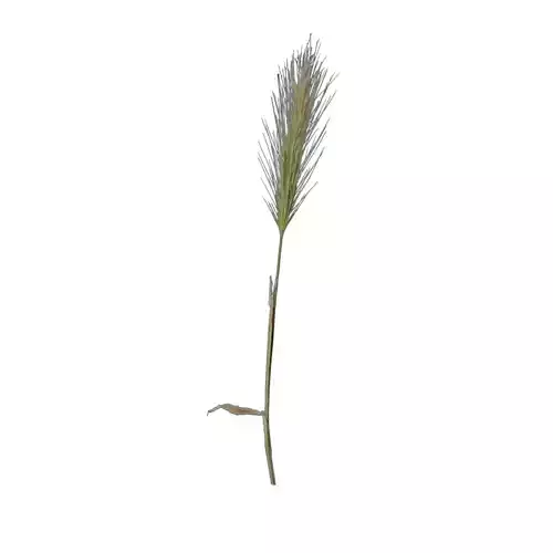 gold spikelet lowpoly grass Low-poly 3D model