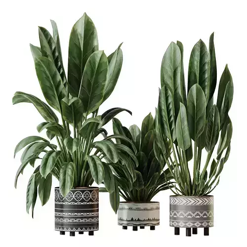 Plants Ficus Elastica Beliza Tineke Variegated Rubber Set02 3D model