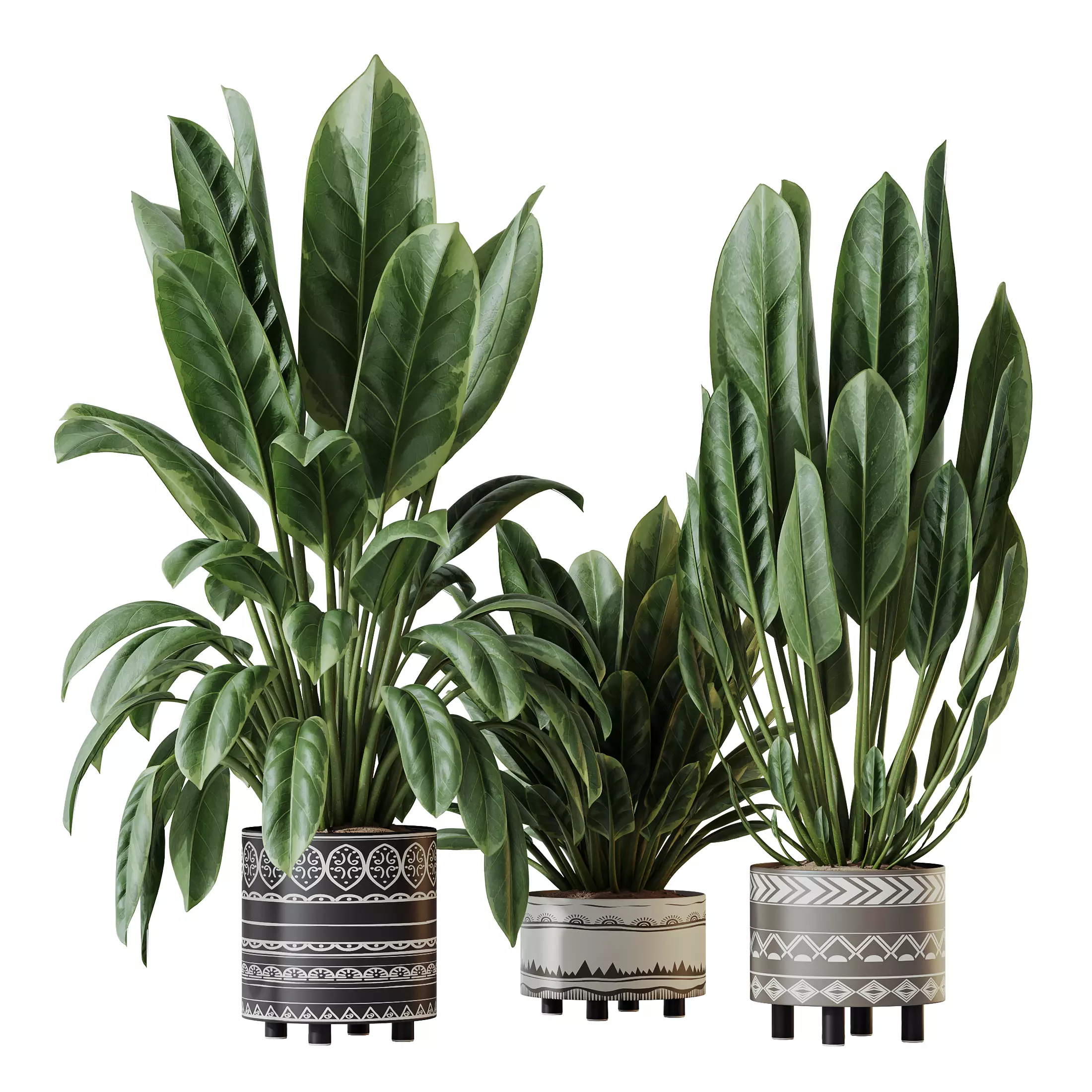 Plants Ficus Elastica Beliza Tineke Variegated Rubber Set02 3D model_0