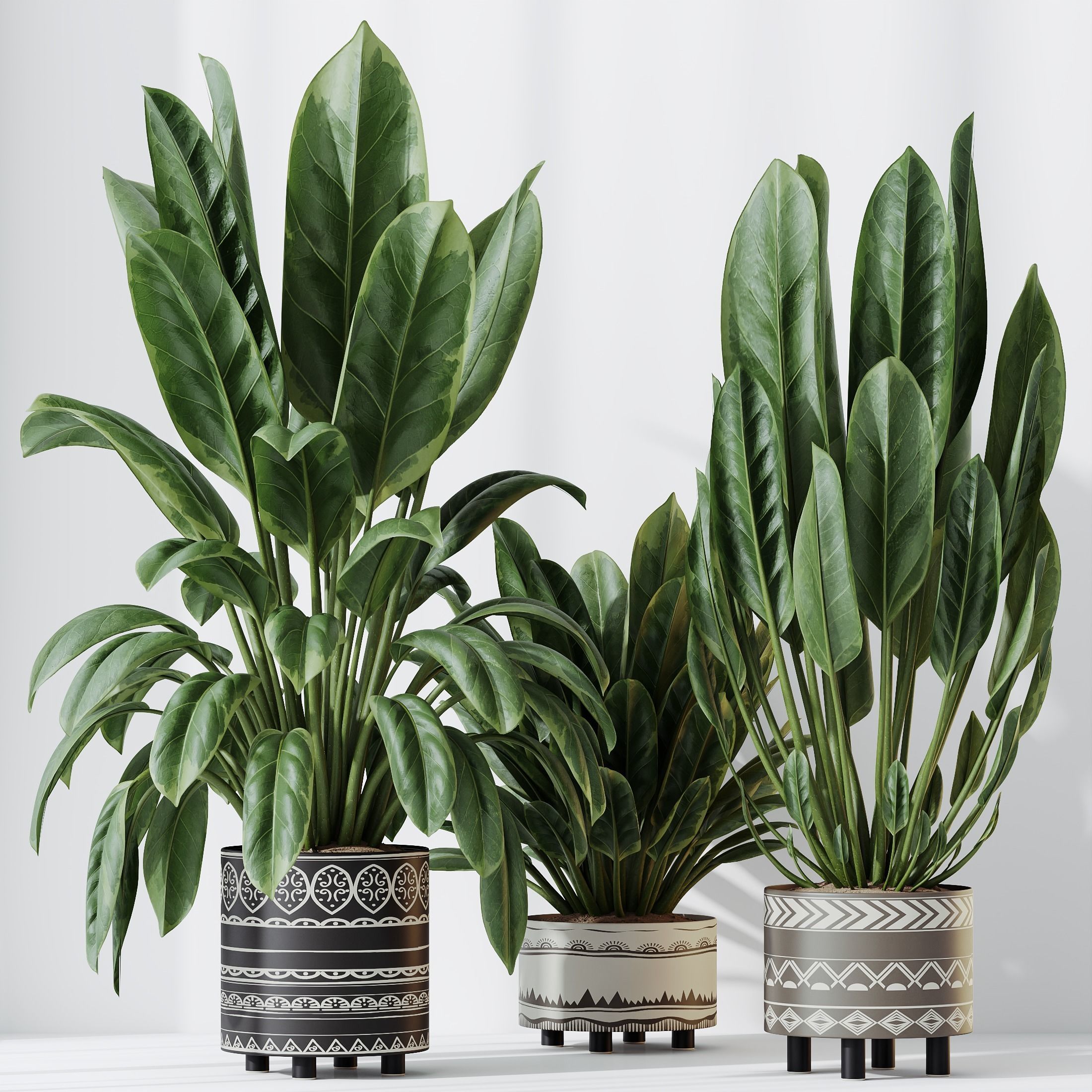 Plants Ficus Elastica Beliza Tineke Variegated Rubber Set02 3D model_3