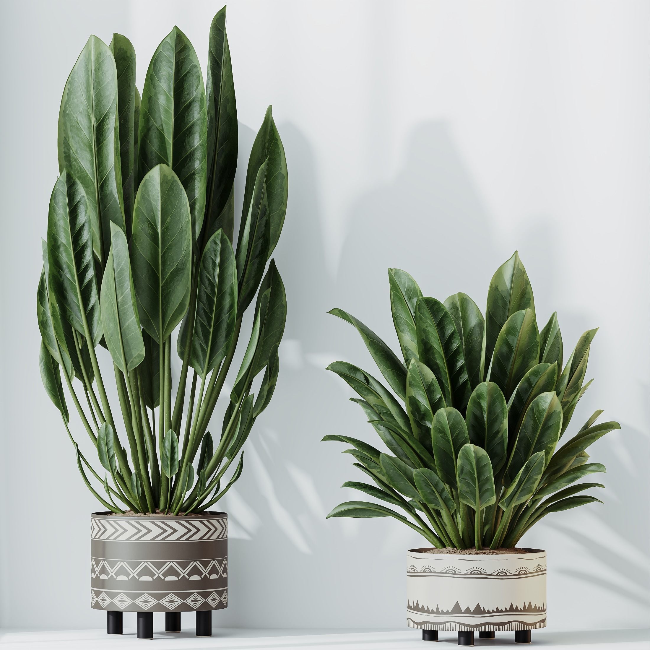 Plants Ficus Elastica Beliza Tineke Variegated Rubber Set02 3D model_1