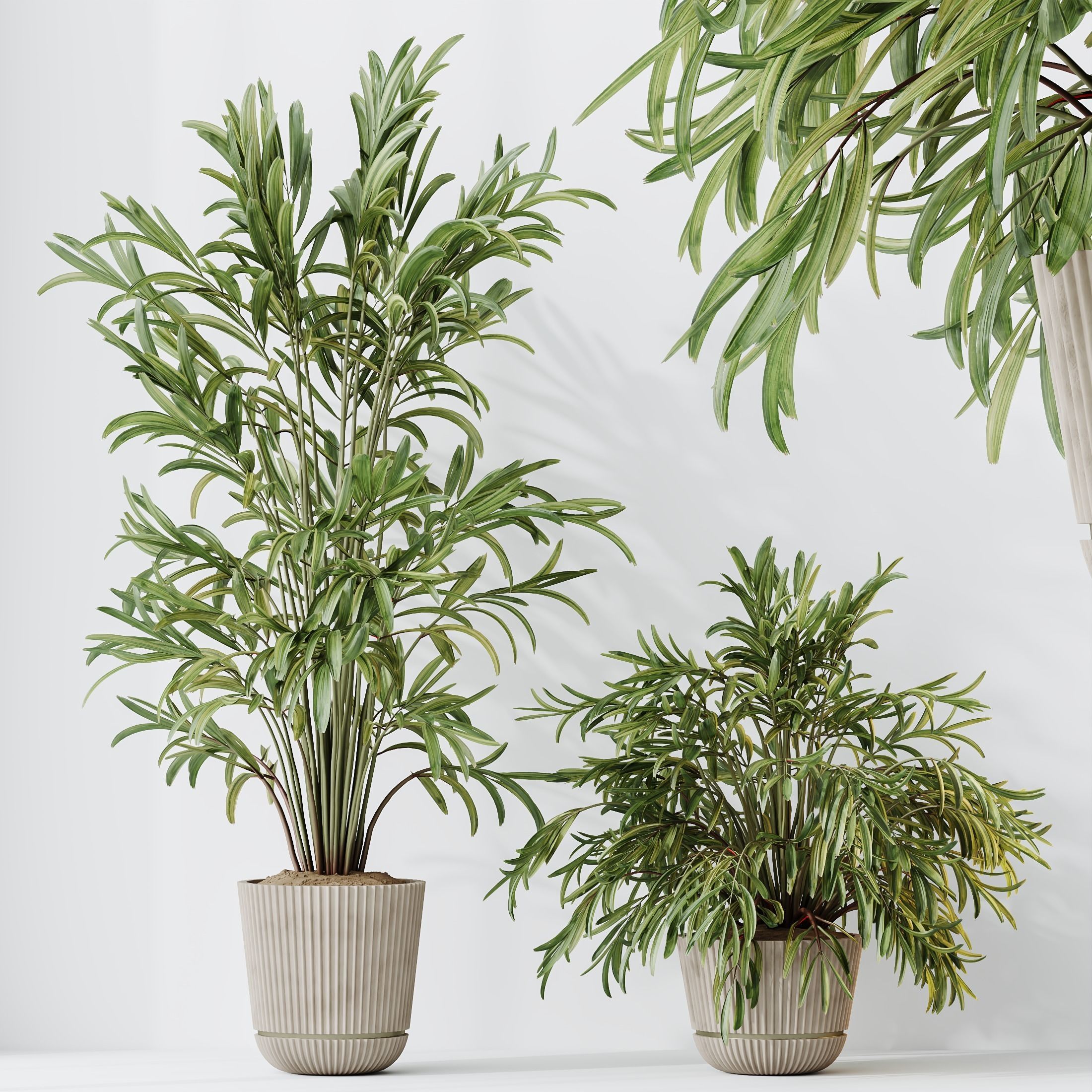 Indoor plants set 99 Lutescens Areca Palm and Ficus Benjamina 3D model_7