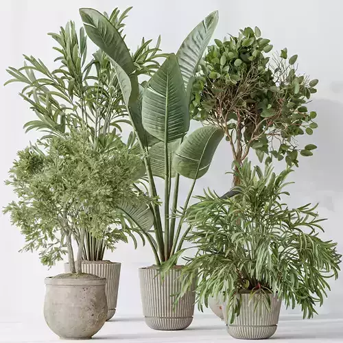 Indoor plants set 99 Lutescens Areca Palm and Ficus Benjamina 3D model