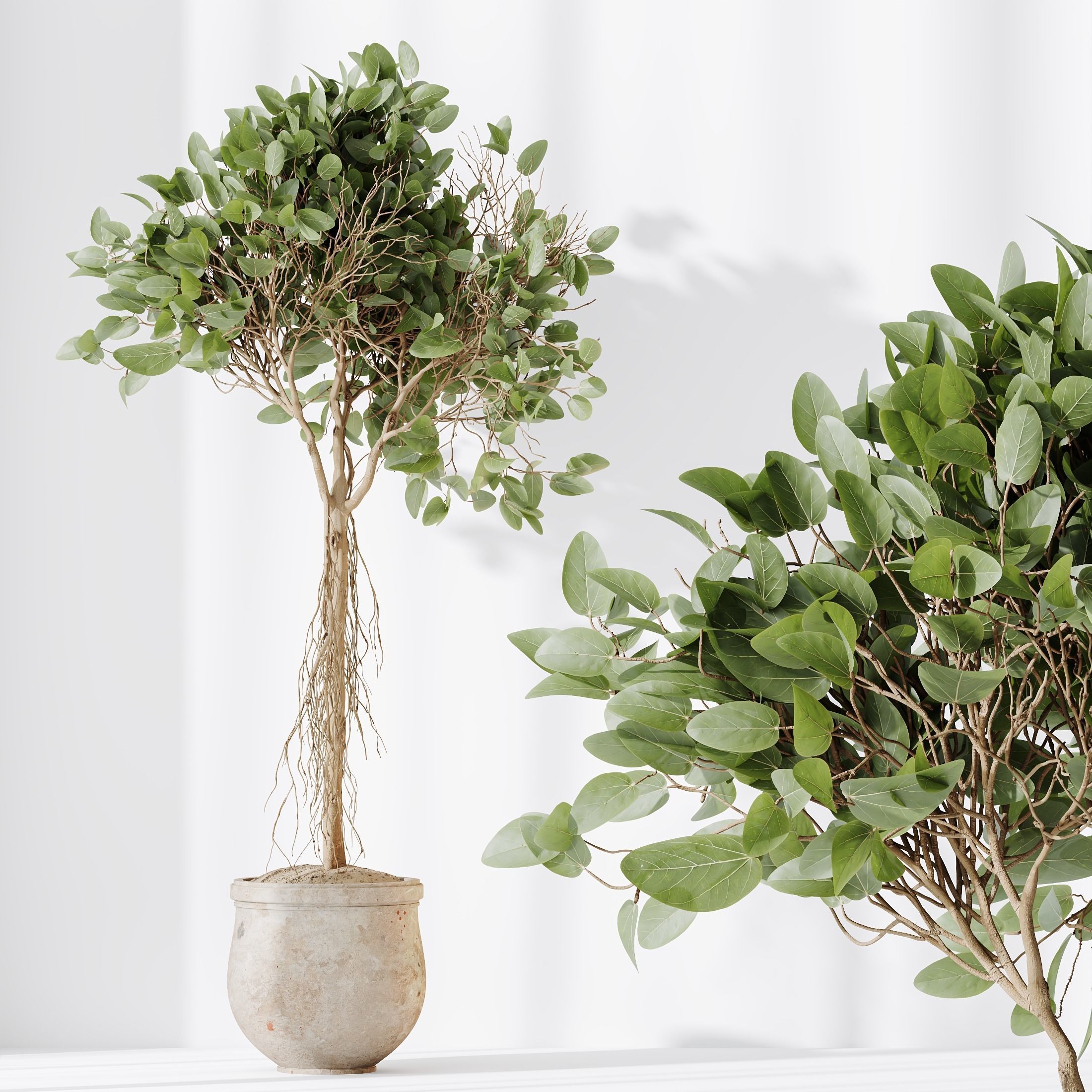 Indoor plants set 99 Lutescens Areca Palm and Ficus Benjamina 3D model_3