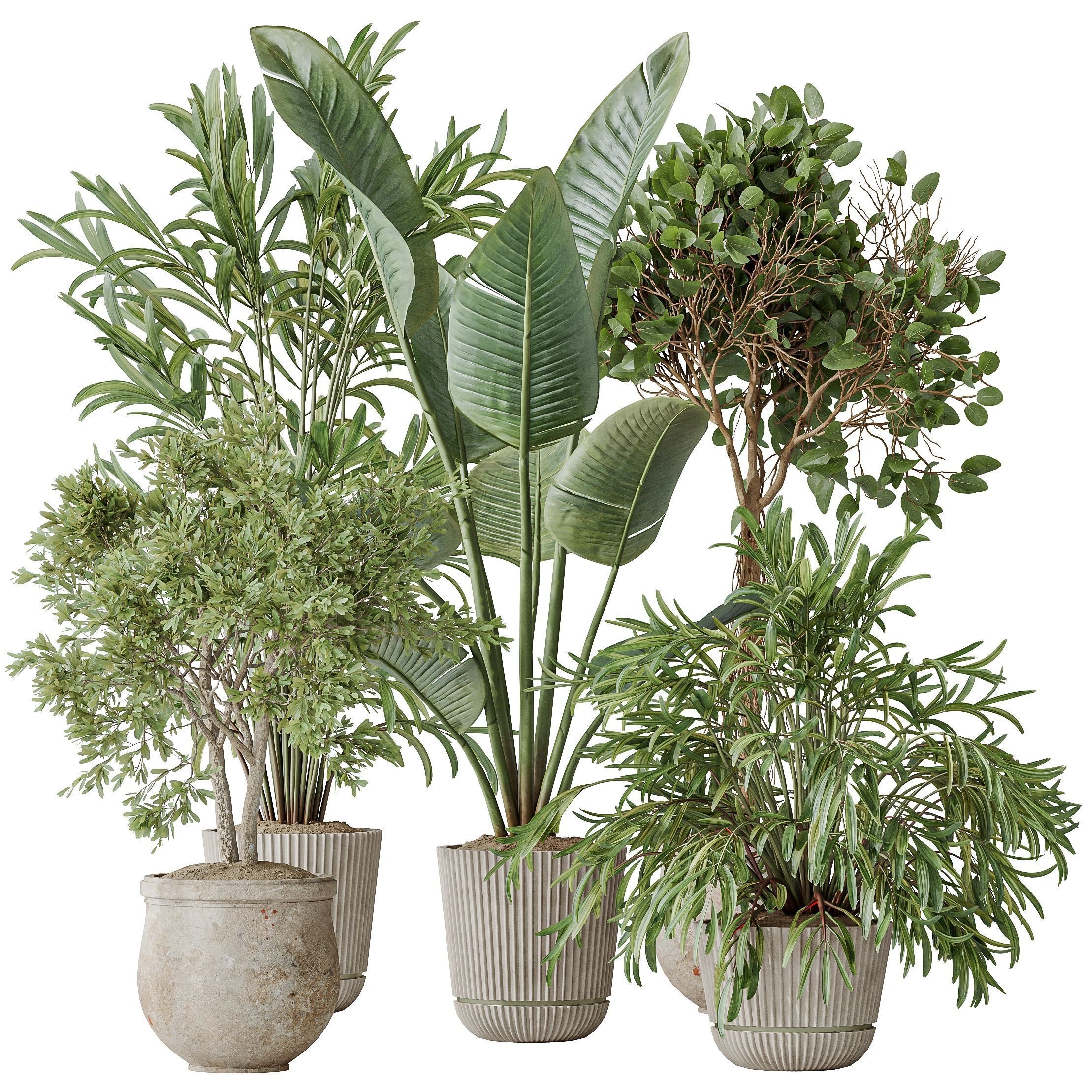 Indoor plants set 99 Lutescens Areca Palm and Ficus Benjamina 3D model_1