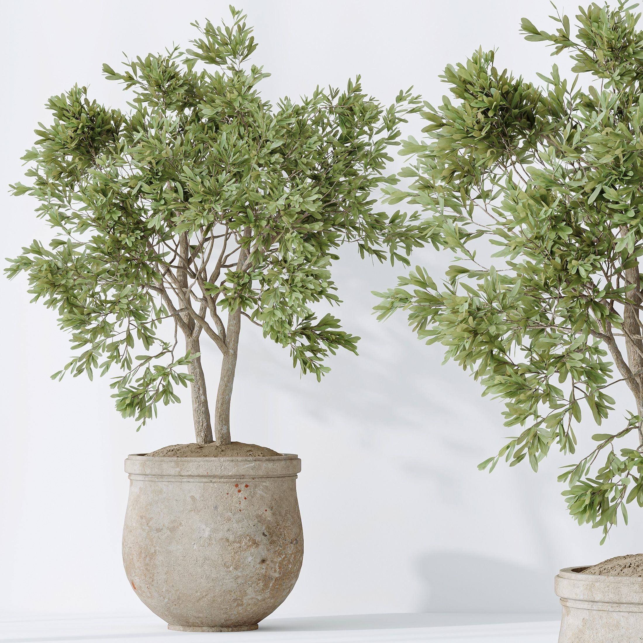 Indoor plants set 99 Lutescens Areca Palm and Ficus Benjamina 3D model_6