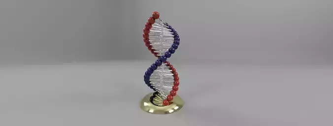 DNA model