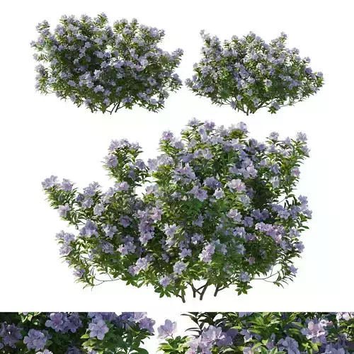 Rhododendron Jane Grant Bush 3D model