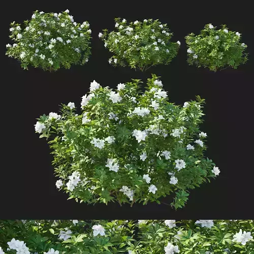 Rhododendron Pulchrum White 02 3D model