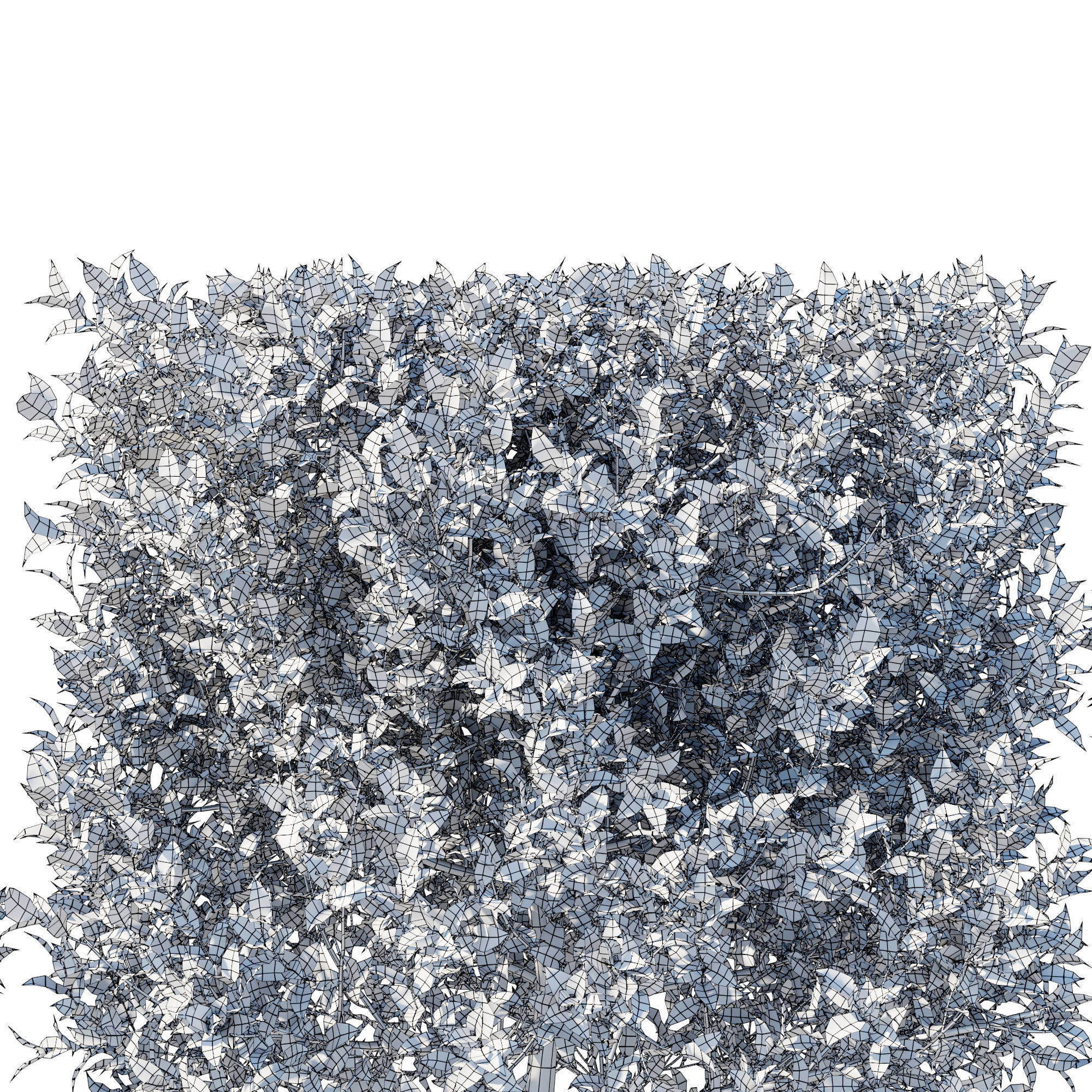 Ficus Benjamina Golden King Weeping Fig 3D model_2