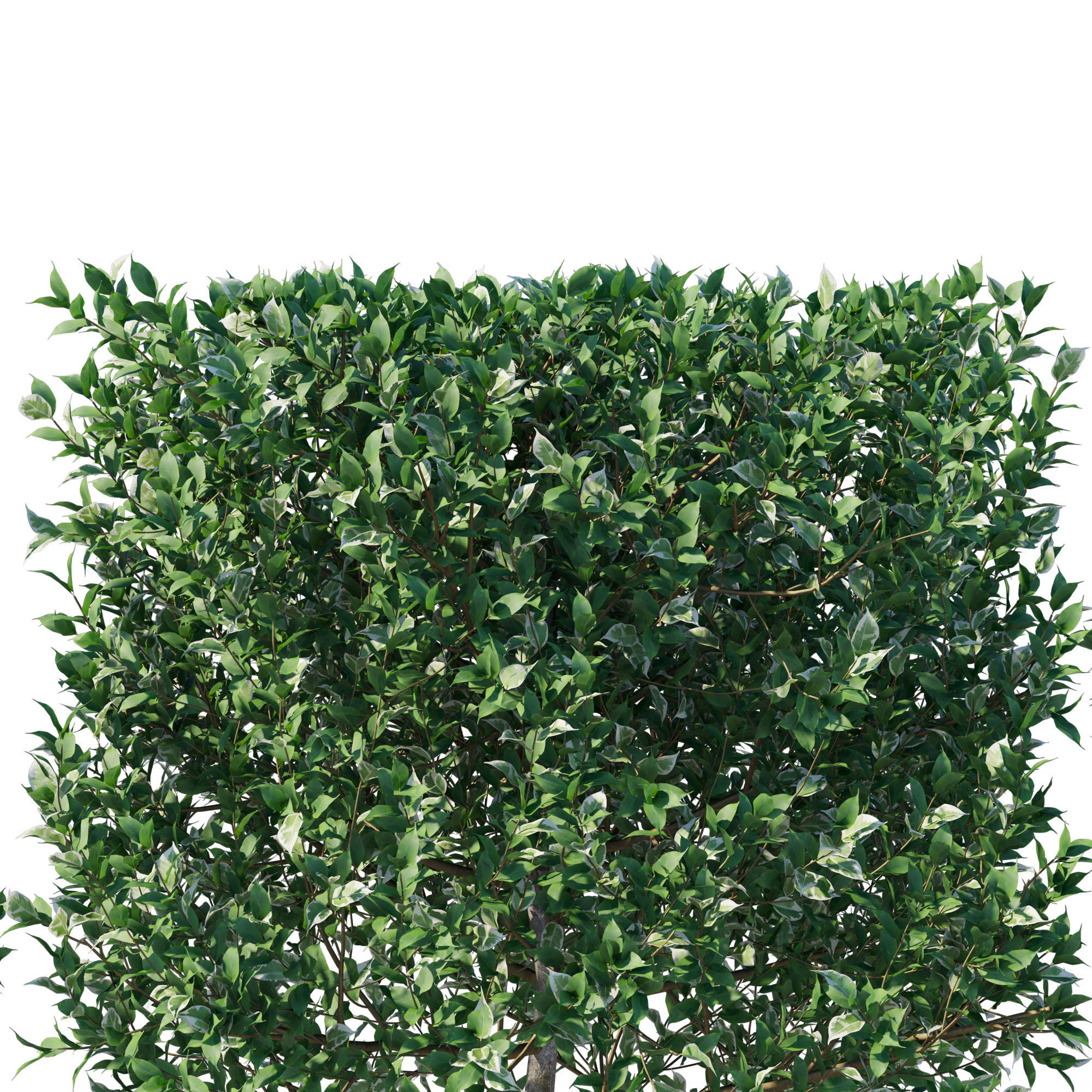 Ficus Benjamina Golden King Weeping Fig 3D model_1