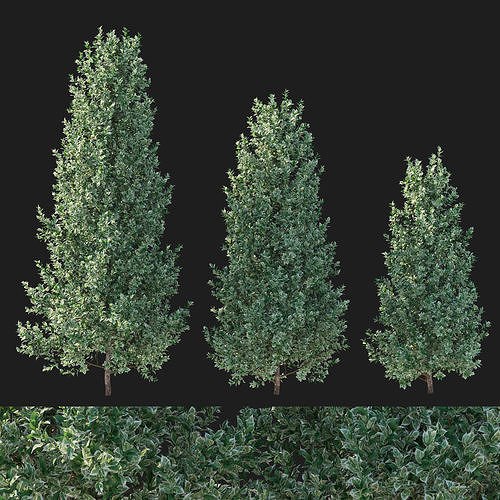 Ficus Benjamina Golden King Weeping Fig01 3D model