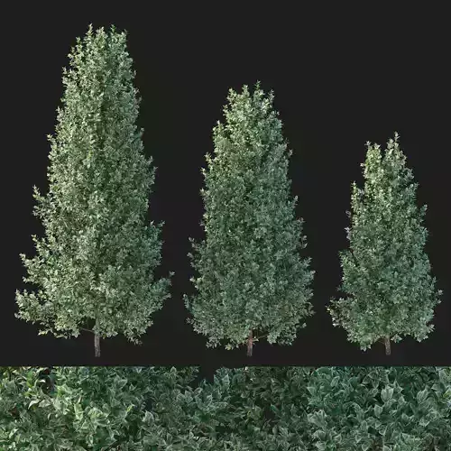 Ficus Benjamina Golden King Weeping Fig01 3D model