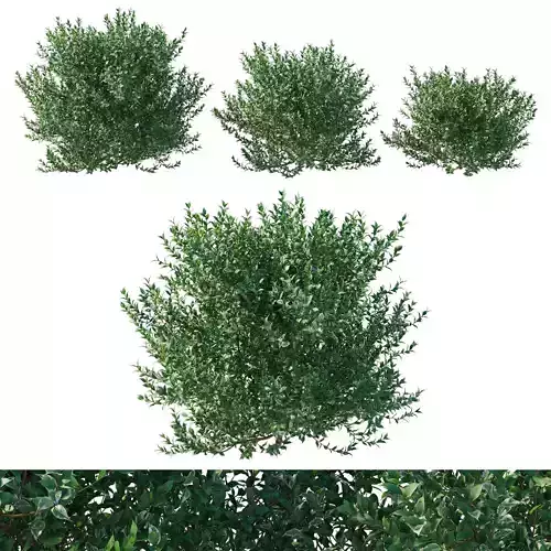 Ficus Benjamina Golden King Weeping Fig 02