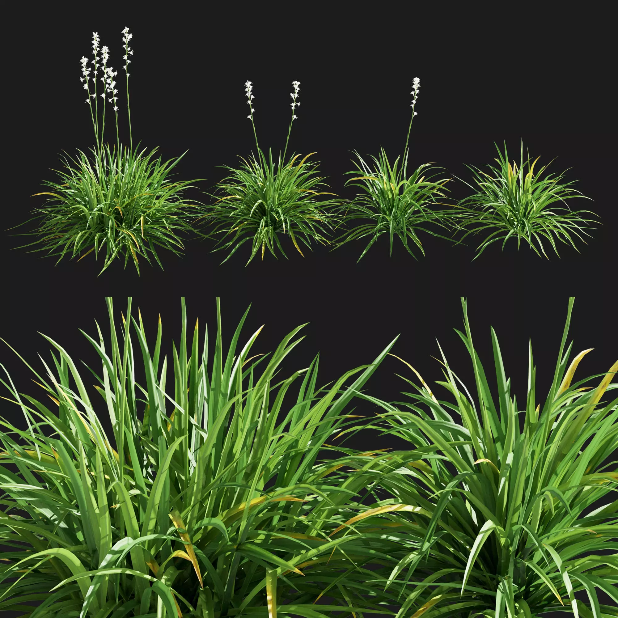 Agave Amica 02 3D model | CGTrader