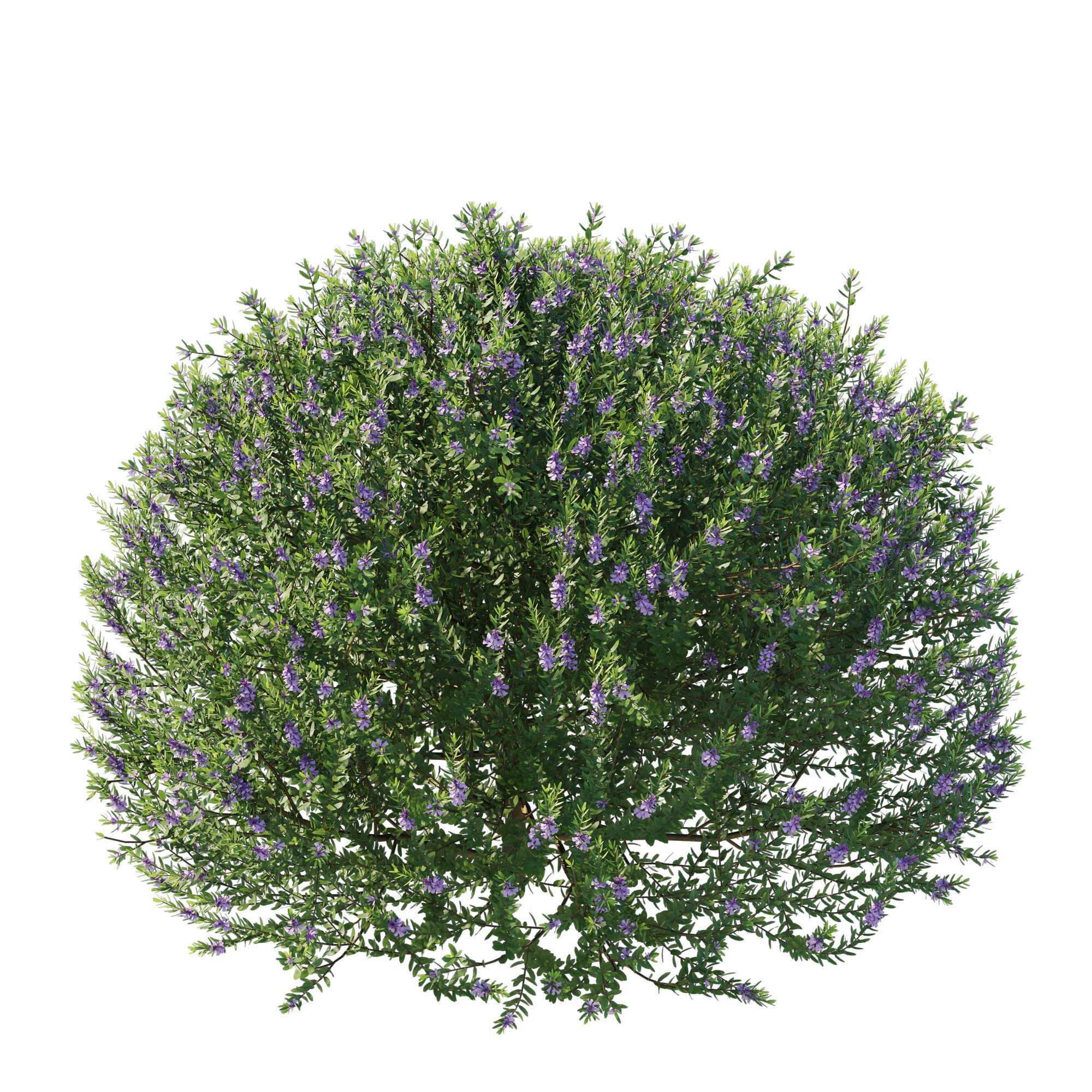 Blue Gem Westringia 3D model_2