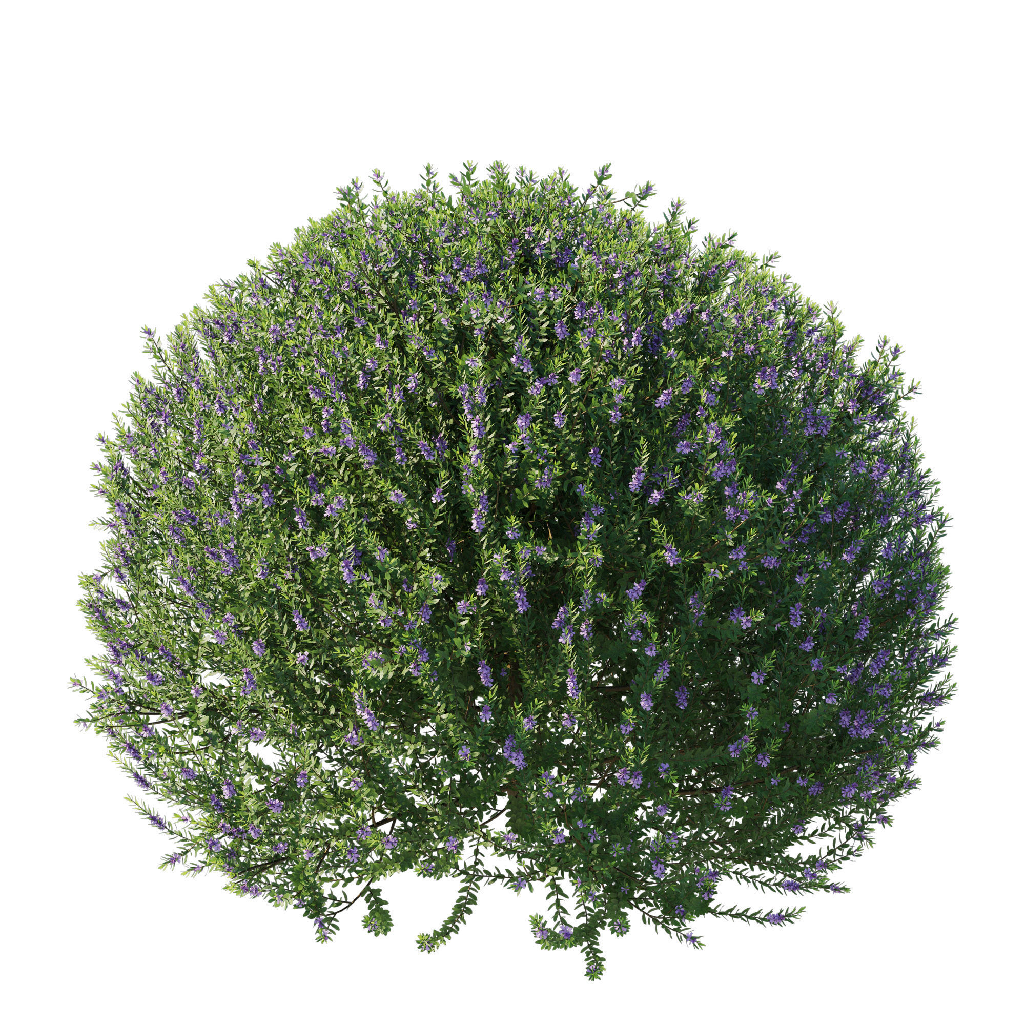 Blue Gem Westringia 3D model_1