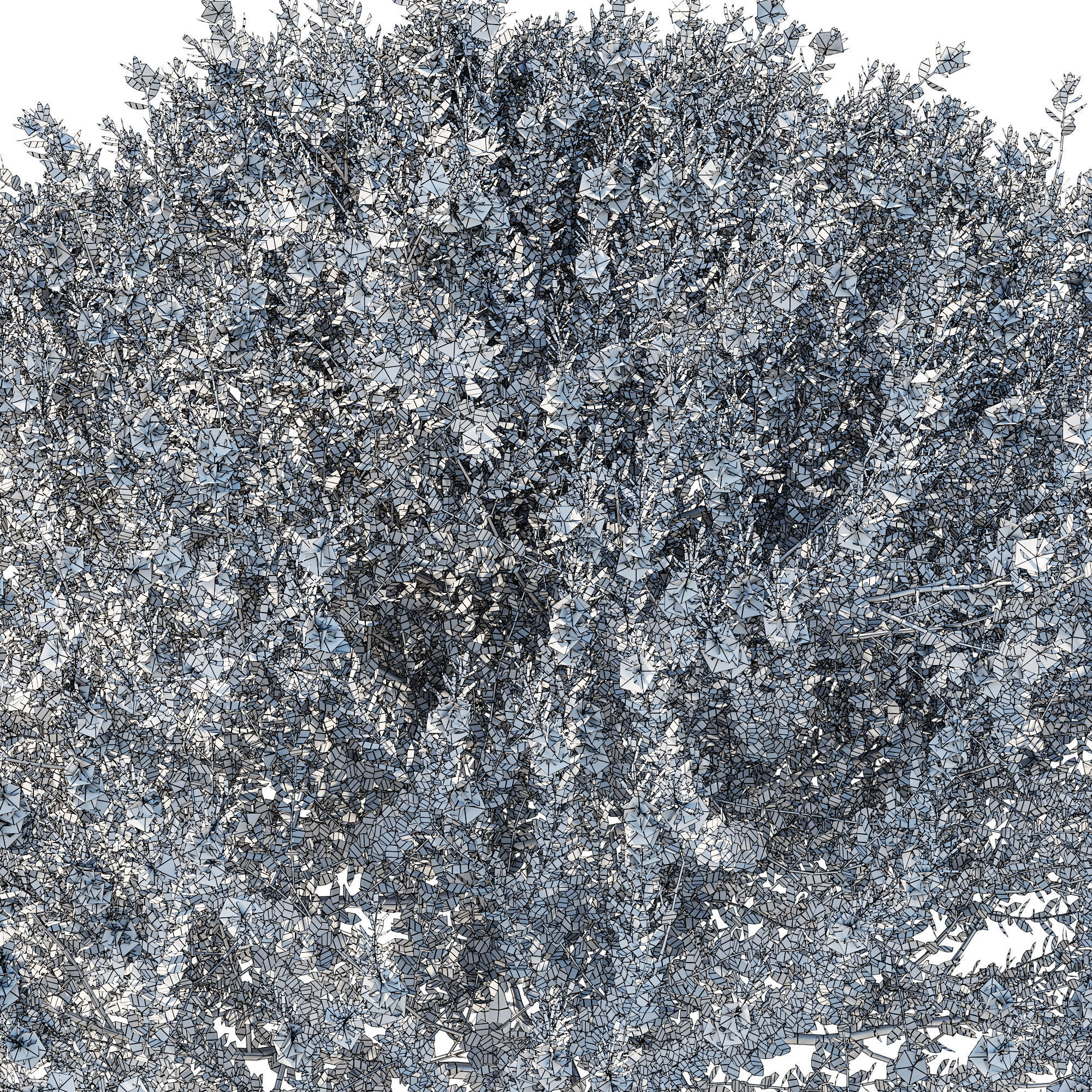 Blue Gem Westringia 3D model_3