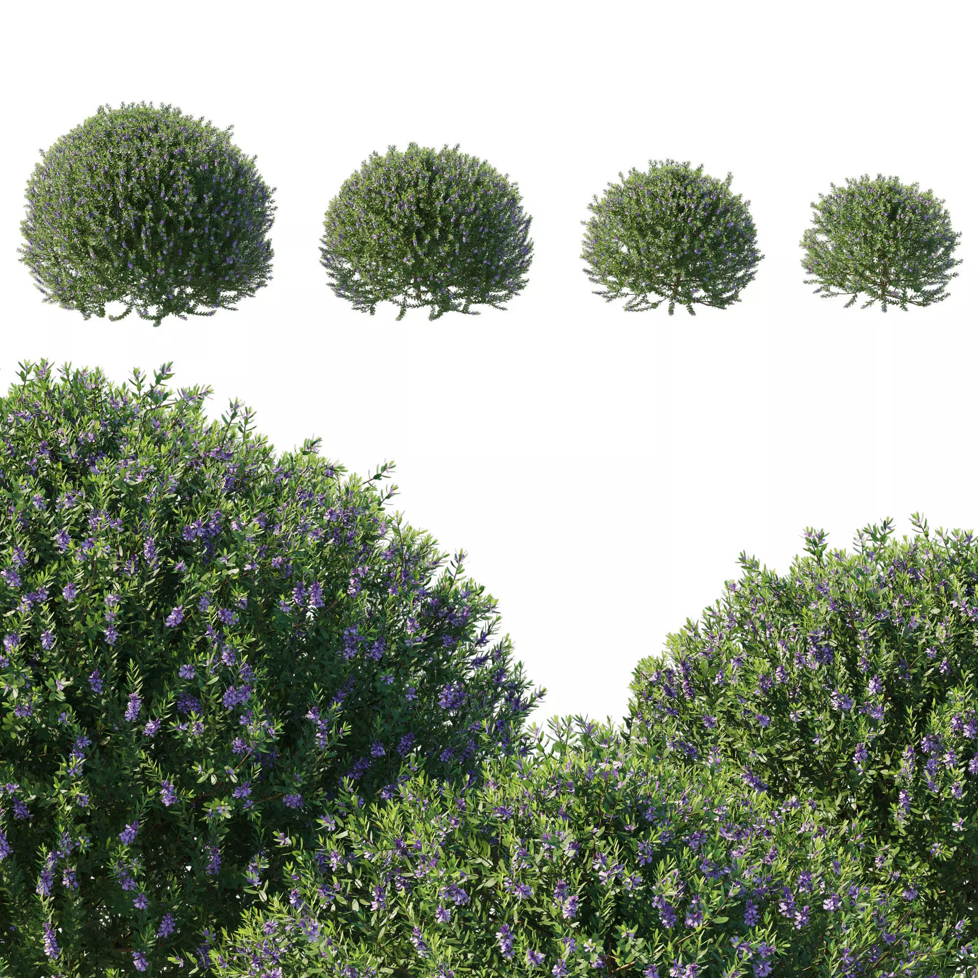 Blue Gem Westringia 3D model_0