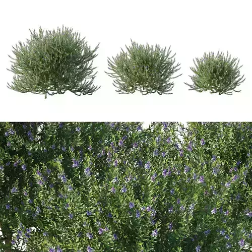 Blue Gem Westringia 02