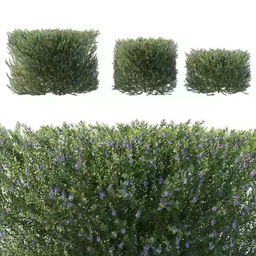 Blue Gem Westringia 03