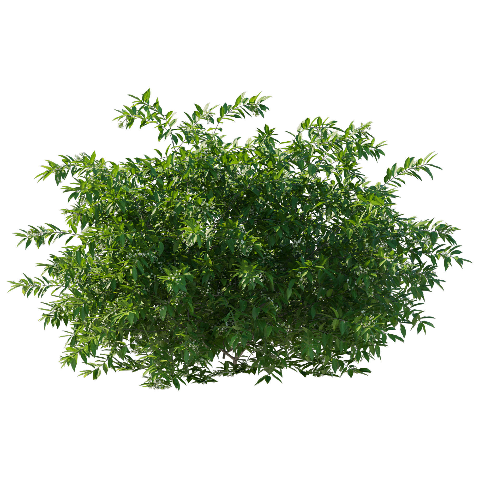 Cestrum Nocturnum 02 3D model_1