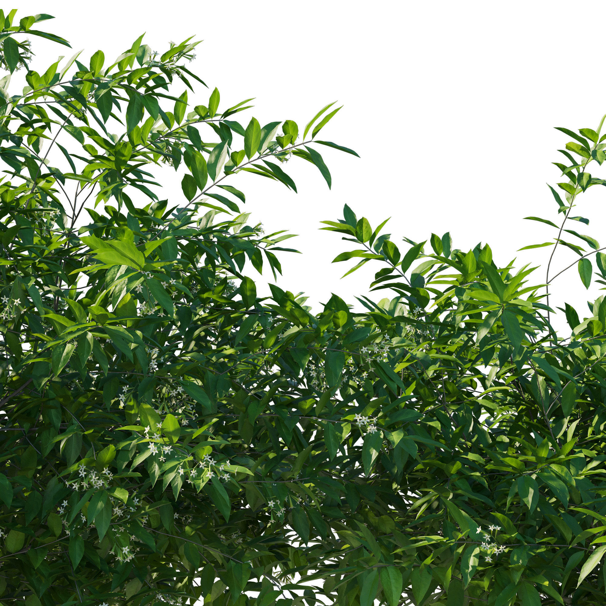 Cestrum Nocturnum 02 3D model_3