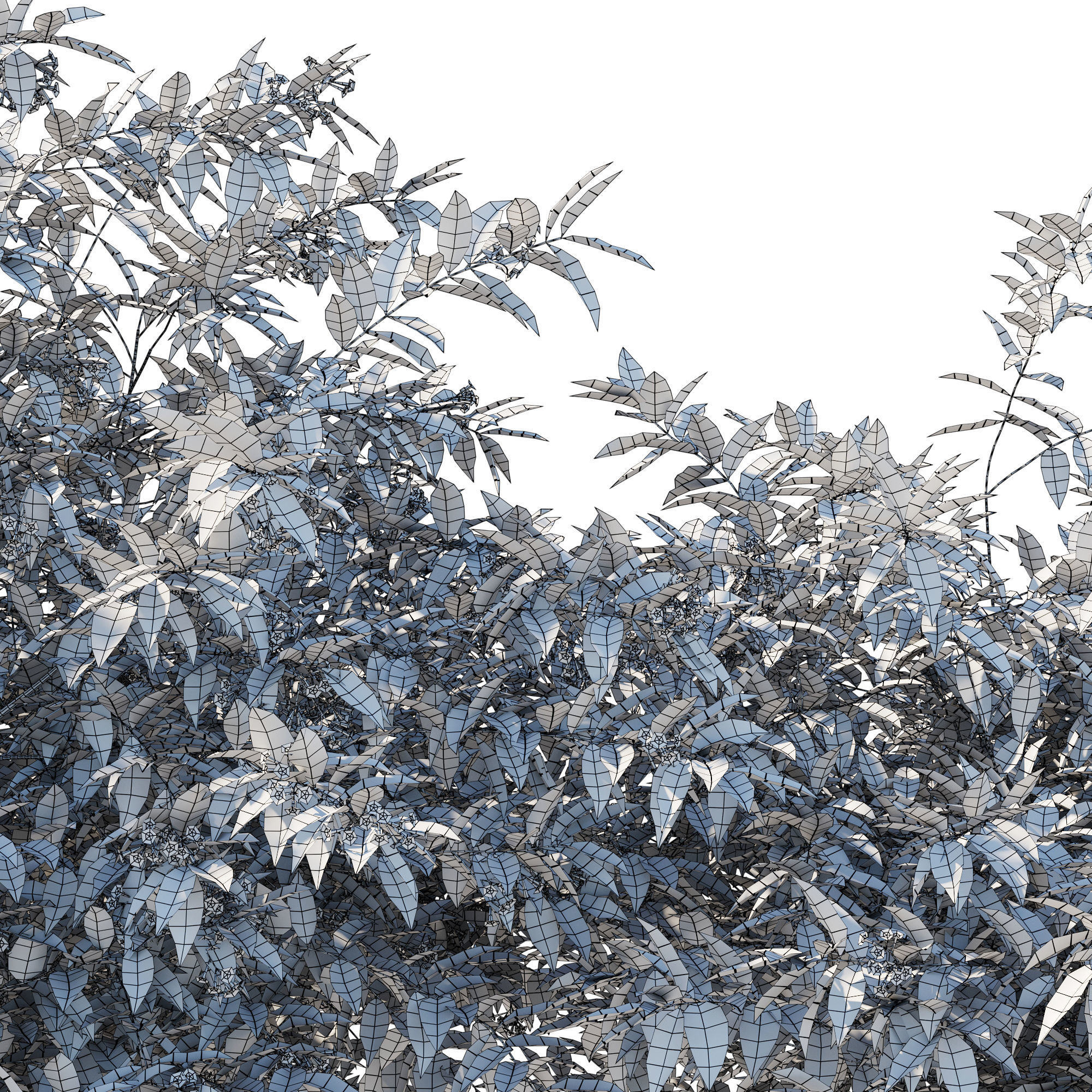Cestrum Nocturnum 02 3D model_4