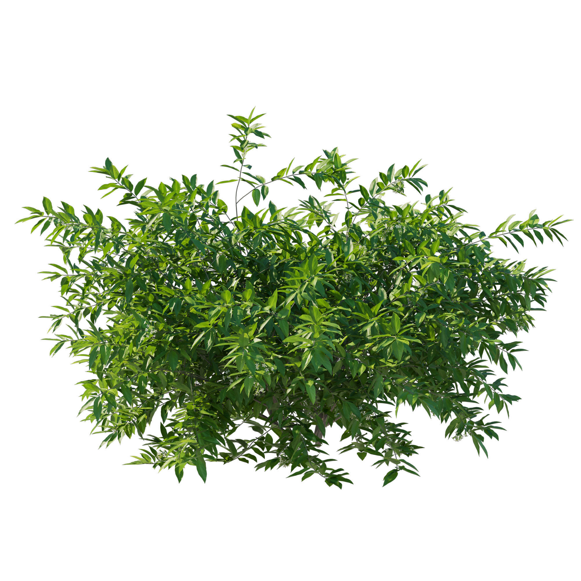 Cestrum Nocturnum 02 3D model_2