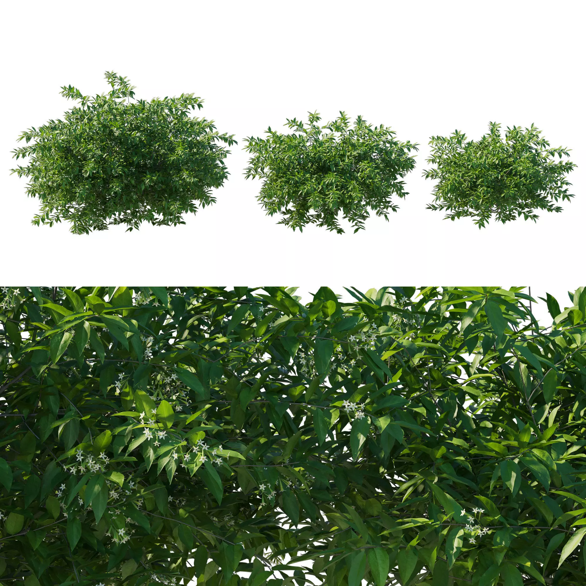 Cestrum Nocturnum 02 3D model_0