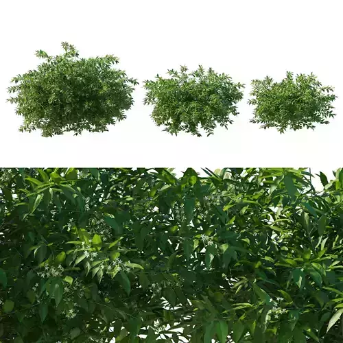 Cestrum Nocturnum 02