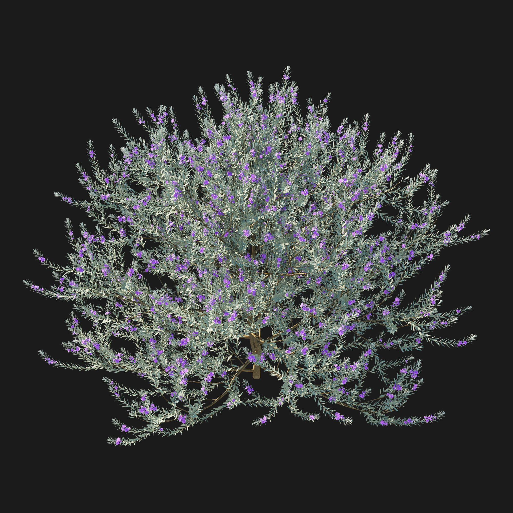 Eremophila Nivea 3D model_4
