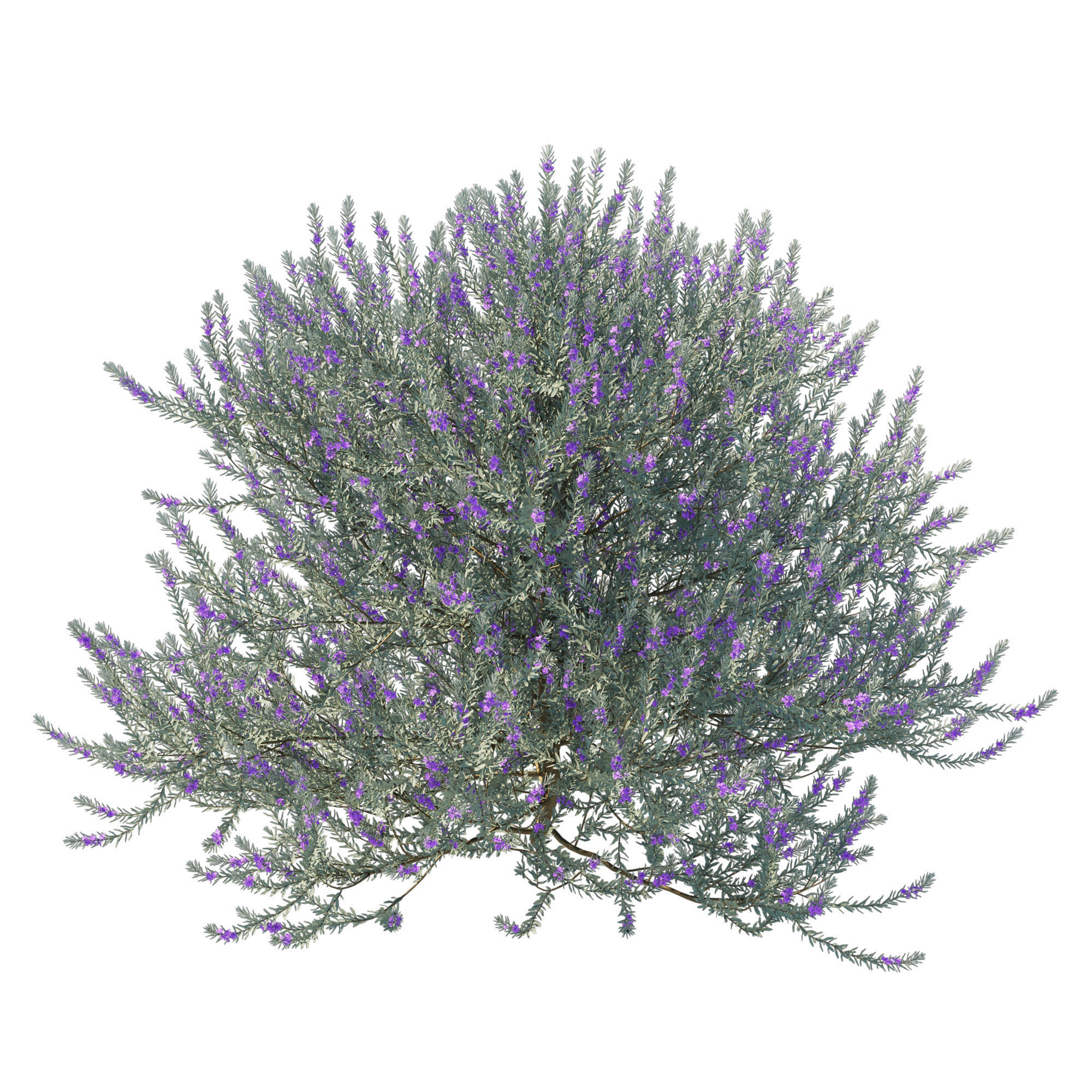 Eremophila Nivea 3D model_3