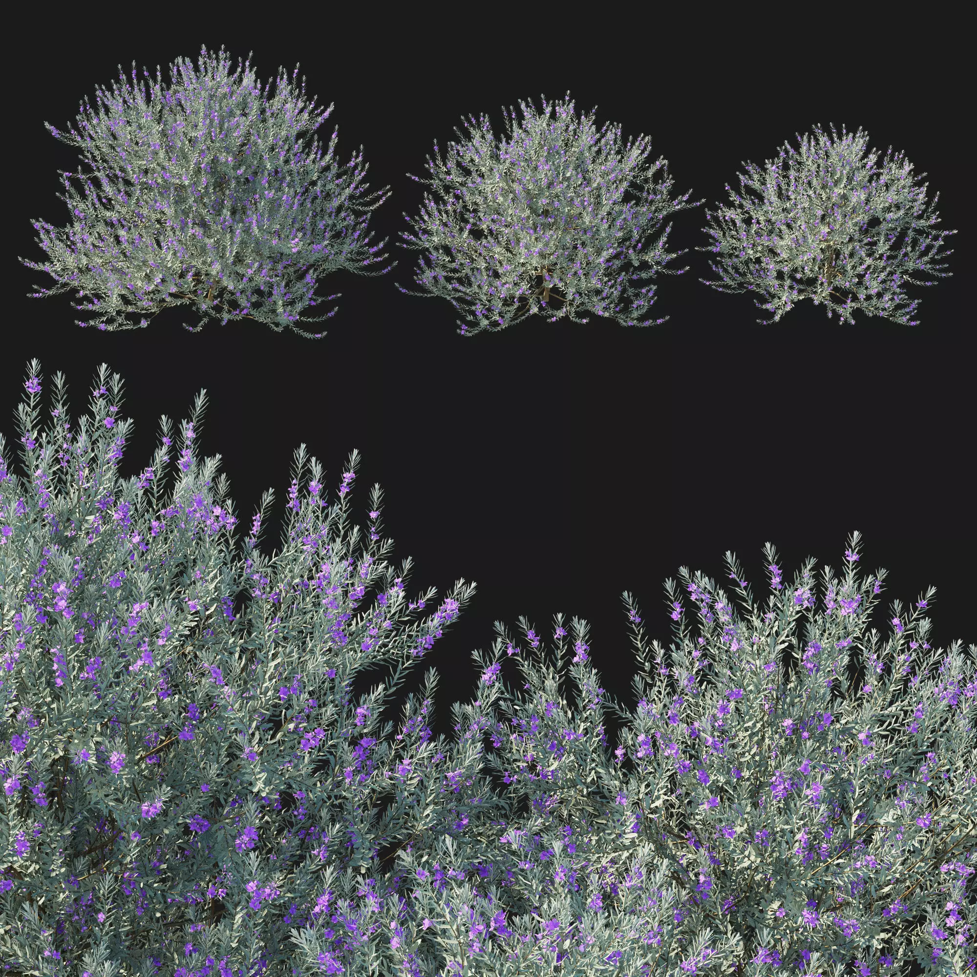 Eremophila Nivea 3D model_0