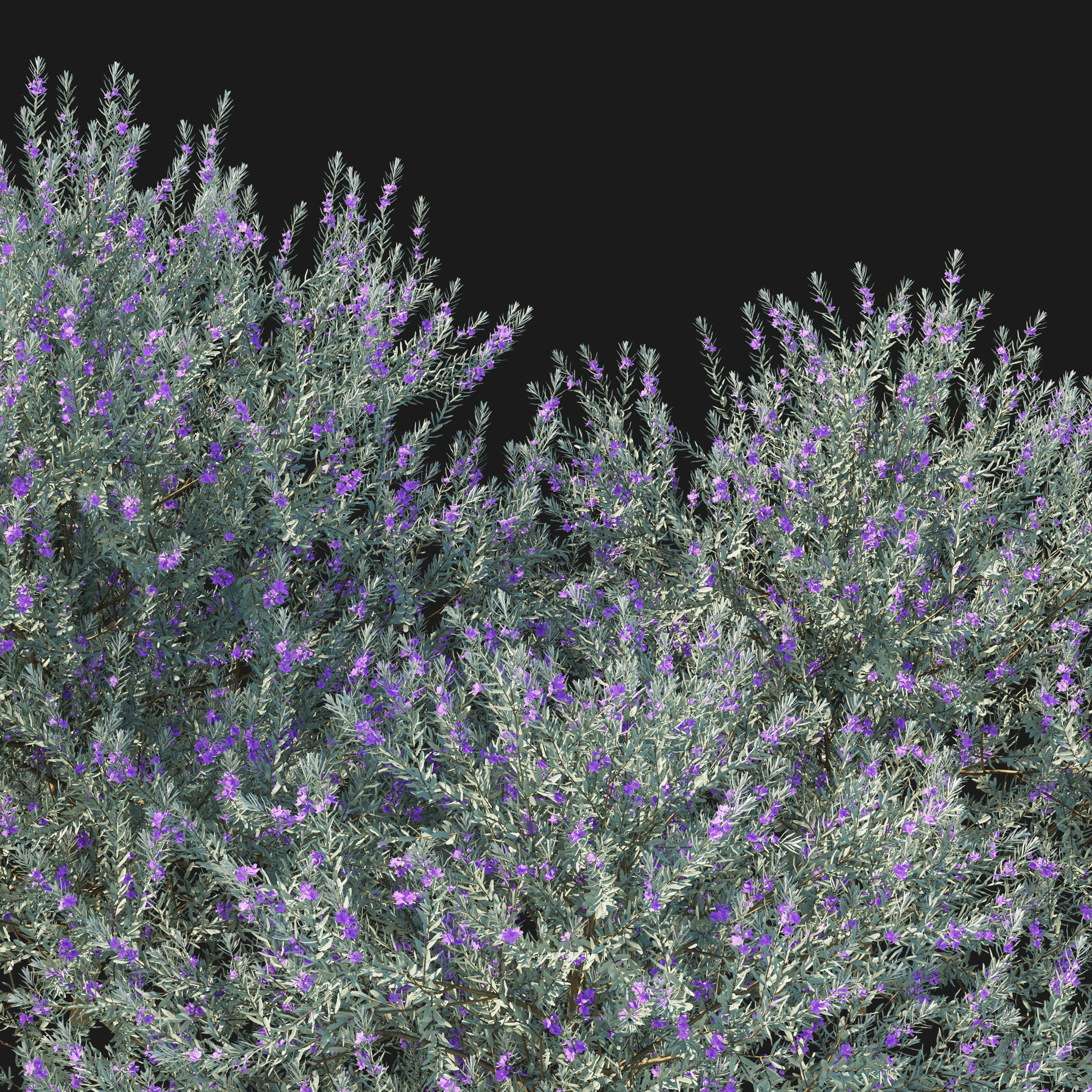 Eremophila Nivea 3D model_5