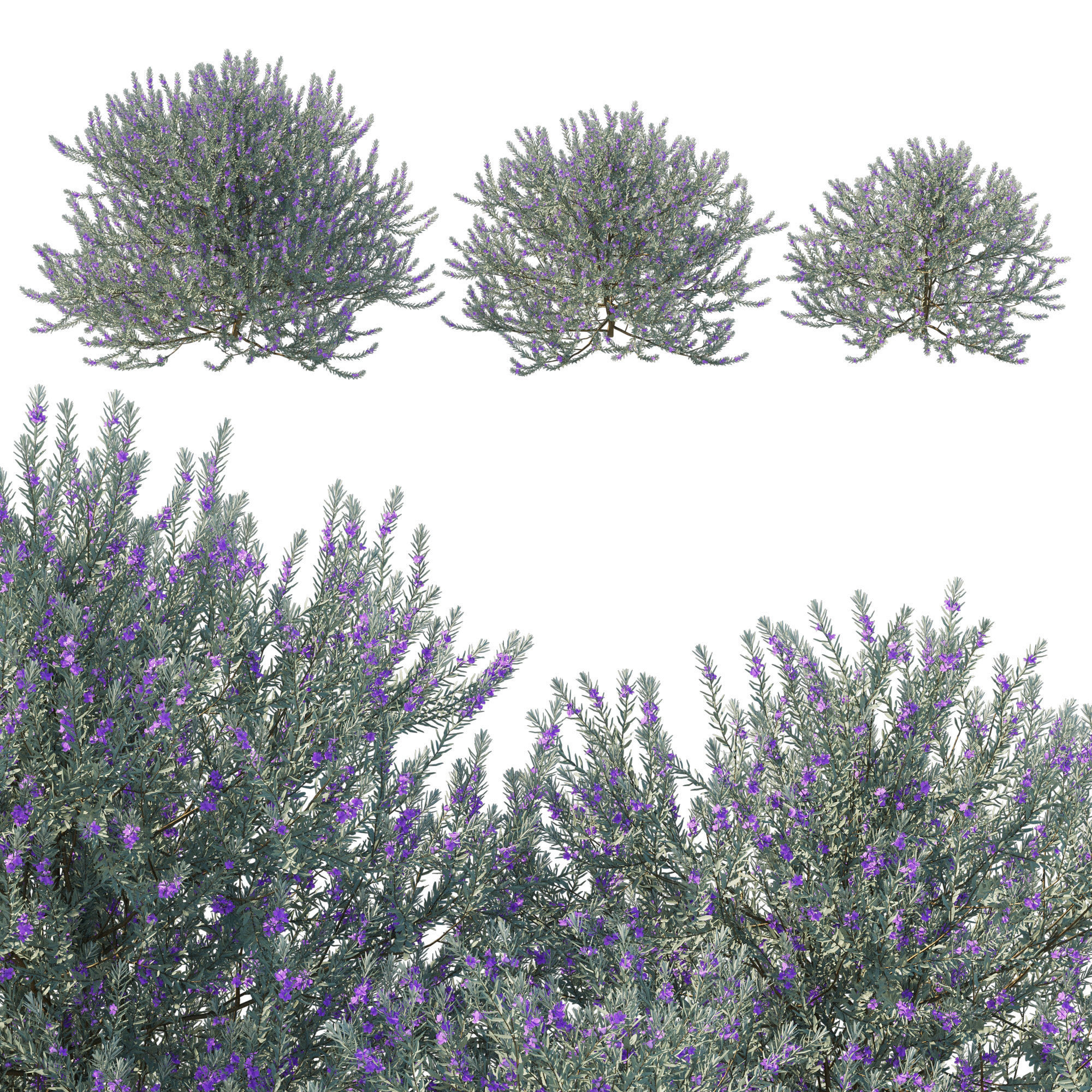 Eremophila Nivea 3D model_1