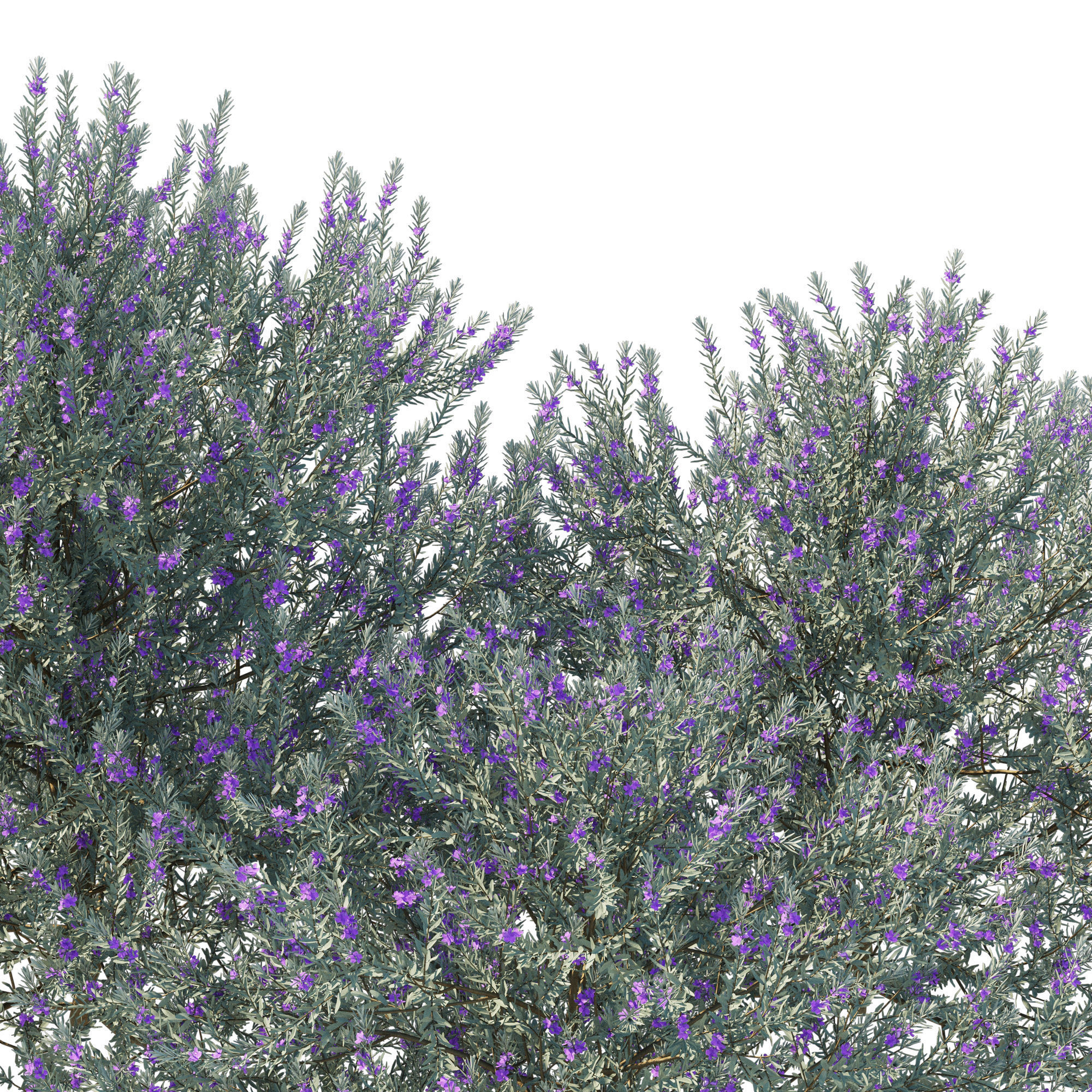 Eremophila Nivea 3D model_6