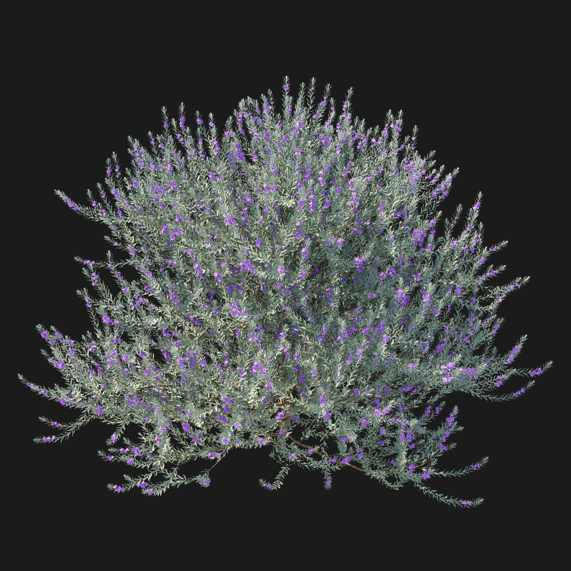 Eremophila Nivea 3D model_2