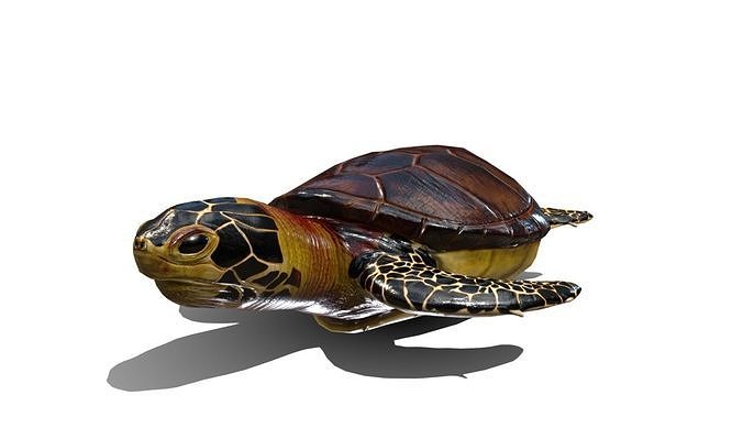 Sea Turtle Low-poly 3D model