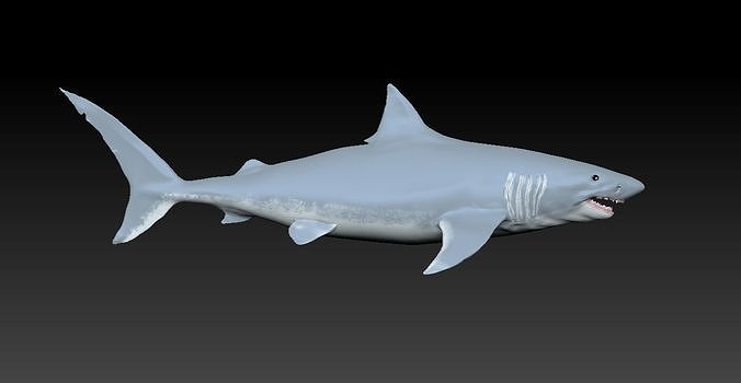 3D Shark Model Free 3D print model