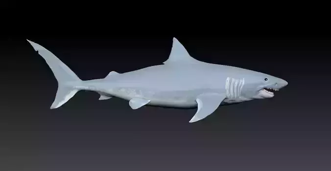 3D Shark Model