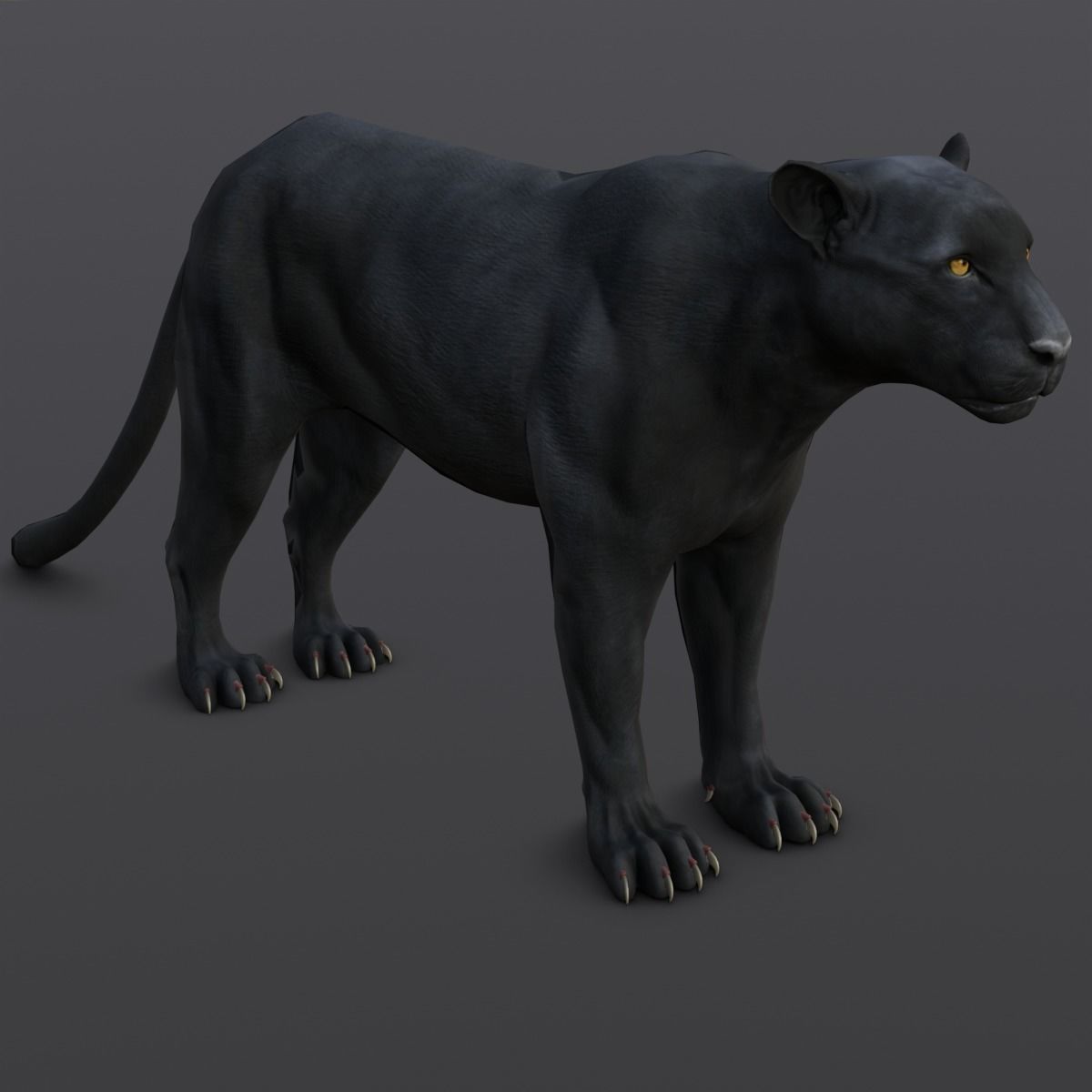 Animated and Rigged Panther 3D Model Low-poly 3D model_8
