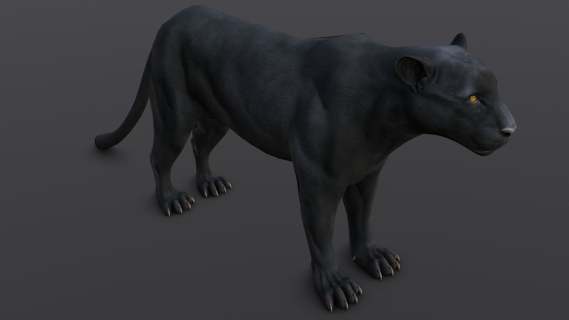 Animated and Rigged Panther 3D Model Low-poly 3D model_12