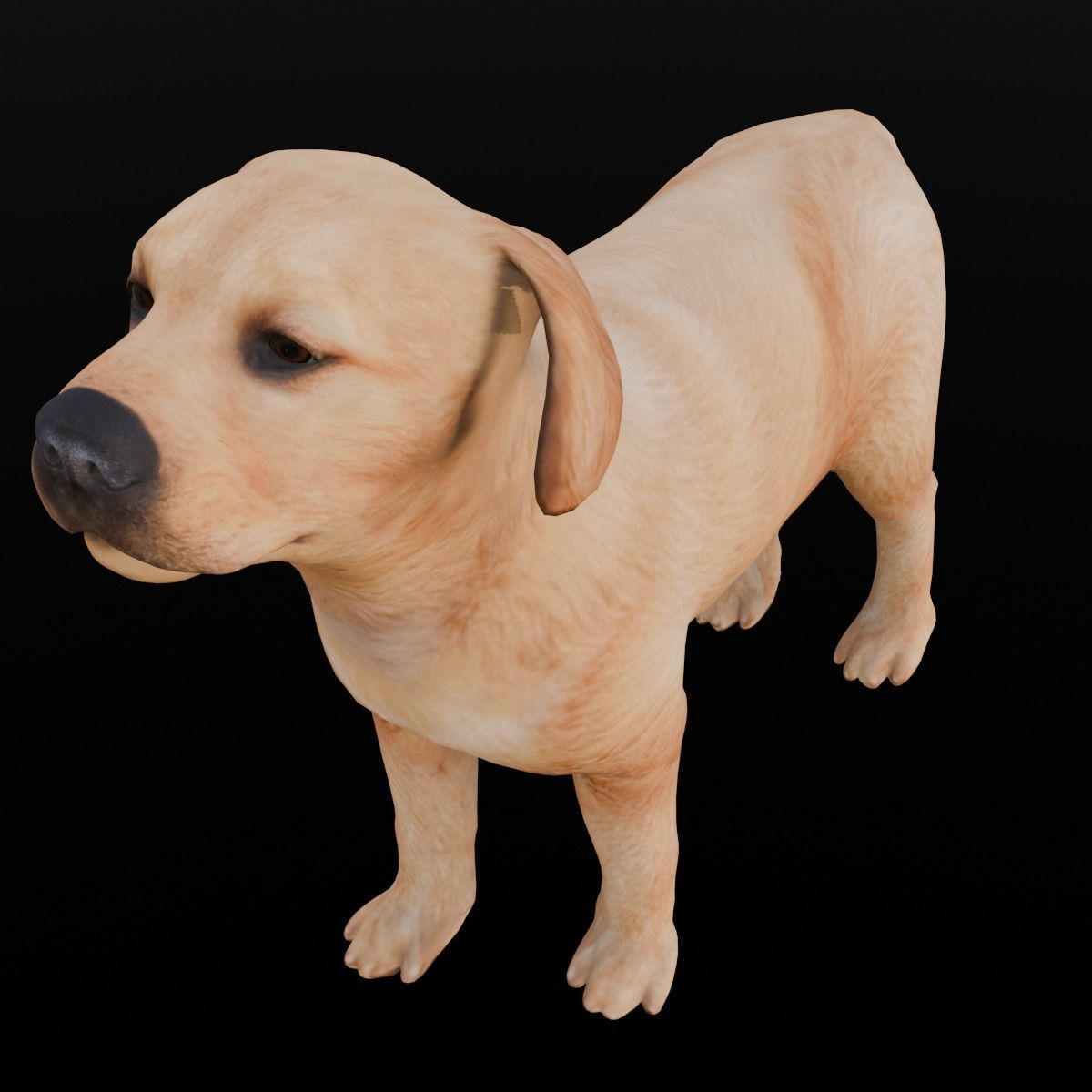 Puppy Animated Rigged Low-poly 3D model_5