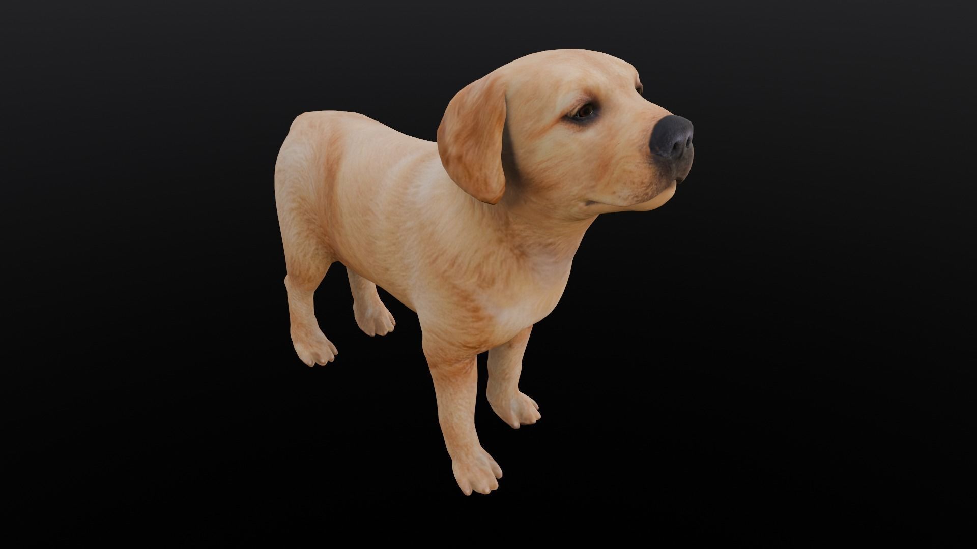 Puppy Animated Rigged Low-poly 3D model_16
