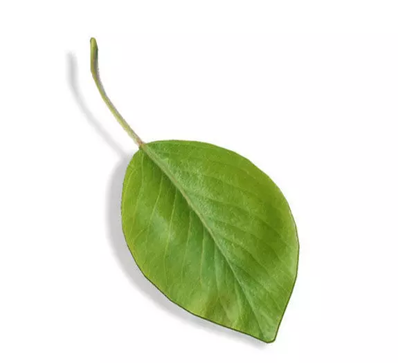 Leaf 05 Low-poly 3D model_0